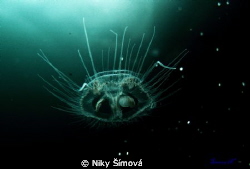Freshwater Jellyfish by Niky Šímová 